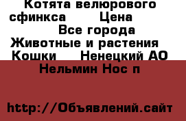 Котята велюрового сфинкса. .. › Цена ­ 15 000 - Все города Животные и растения » Кошки   . Ненецкий АО,Нельмин Нос п.